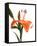 Daylily I-Monika Burkhart-Framed Stretched Canvas