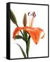 Daylily I-Monika Burkhart-Framed Stretched Canvas