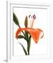 Daylily I-Monika Burkhart-Framed Photo