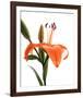 Daylily I-Monika Burkhart-Framed Photo