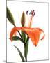 Daylily I-Monika Burkhart-Mounted Photo