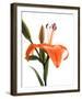 Daylily I-Monika Burkhart-Framed Photo