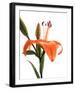 Daylily I-Monika Burkhart-Framed Photo