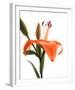 Daylily I-Monika Burkhart-Framed Photo