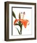 Daylily I-Monika Burkhart-Framed Photo