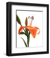 Daylily I-Monika Burkhart-Framed Photo