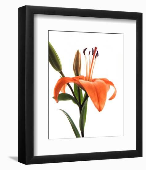 Daylily I-Monika Burkhart-Framed Photo