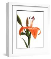 Daylily I-Monika Burkhart-Framed Photo