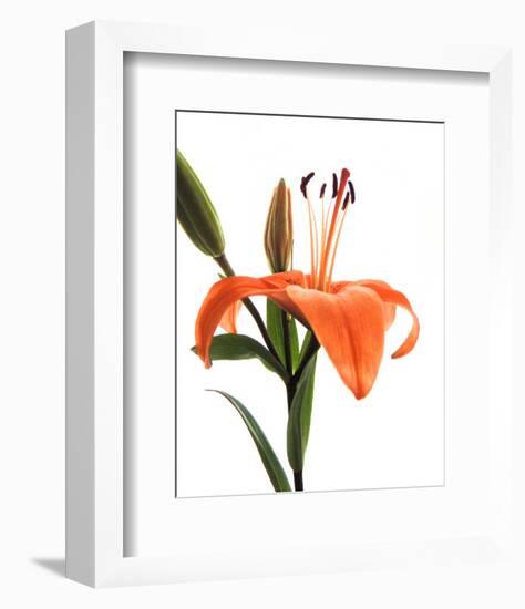 Daylily I-Monika Burkhart-Framed Photo