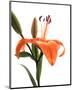 Daylily I-Monika Burkhart-Mounted Photo