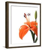 Daylily II-Monika Burkhart-Framed Photo