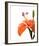 Daylily II-Monika Burkhart-Framed Photo