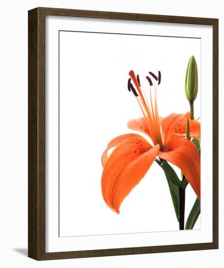 Daylily II-Monika Burkhart-Framed Photo