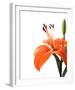 Daylily II-Monika Burkhart-Framed Photo