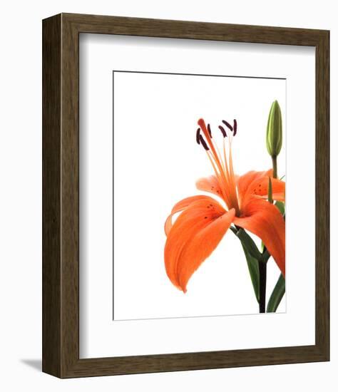 Daylily II-Monika Burkhart-Framed Photo