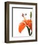 Daylily II-Monika Burkhart-Framed Photo