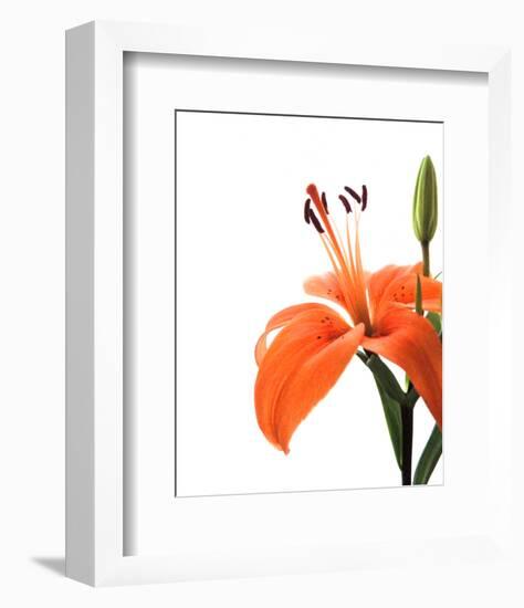 Daylily II-Monika Burkhart-Framed Photo