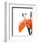 Daylily II-Monika Burkhart-Framed Photo