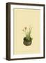 Daylily, Miscanthus, Japanese Glove Flower, and Patria Scabiasaegolia-Sofu Teshigahara-Framed Art Print