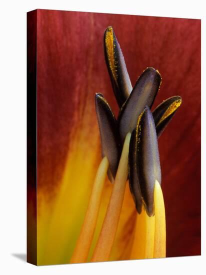 Daylily, Savannah, Georgia, USA-Joanne Wells-Stretched Canvas