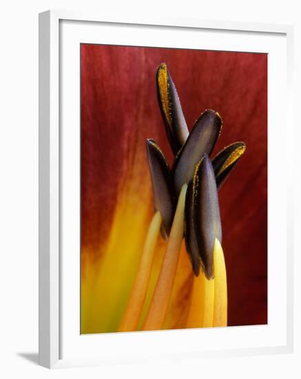 Daylily, Savannah, Georgia, USA-Joanne Wells-Framed Premium Photographic Print