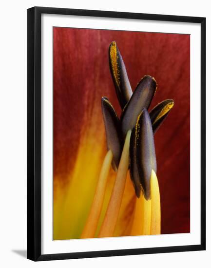 Daylily, Savannah, Georgia, USA-Joanne Wells-Framed Premium Photographic Print