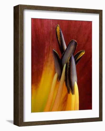 Daylily, Savannah, Georgia, USA-Joanne Wells-Framed Photographic Print