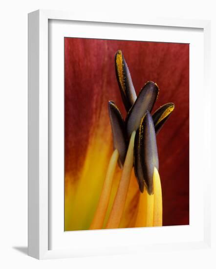 Daylily, Savannah, Georgia, USA-Joanne Wells-Framed Photographic Print