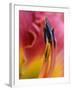 Daylily, Savannah, Georgia, USA-Joanne Wells-Framed Premium Photographic Print