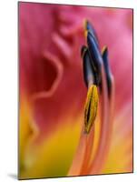 Daylily, Savannah, Georgia, USA-Joanne Wells-Mounted Premium Photographic Print