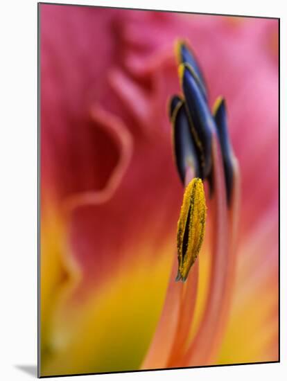 Daylily, Savannah, Georgia, USA-Joanne Wells-Mounted Premium Photographic Print