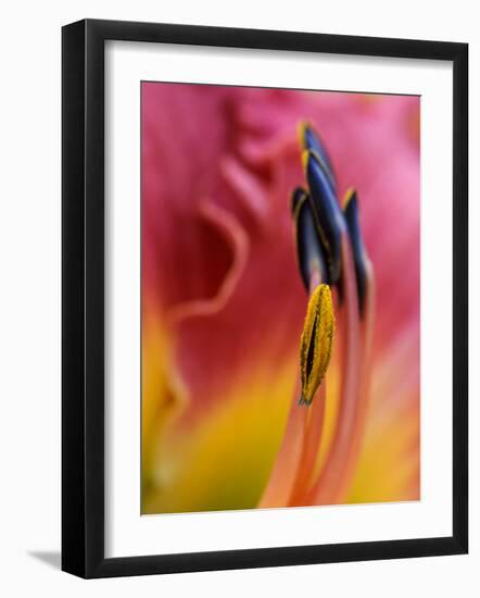 Daylily, Savannah, Georgia, USA-Joanne Wells-Framed Photographic Print