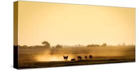 Dazzle of zebras, Chobe National Park, Botswana, Africa-Karen Deakin-Stretched Canvas