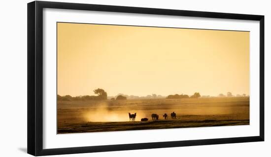 Dazzle of zebras, Chobe National Park, Botswana, Africa-Karen Deakin-Framed Photographic Print