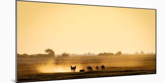 Dazzle of zebras, Chobe National Park, Botswana, Africa-Karen Deakin-Mounted Photographic Print
