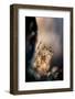 Dazzle-Ursula Abresch-Framed Photographic Print