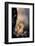 Dazzle-Ursula Abresch-Framed Photographic Print