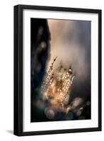 Dazzle-Ursula Abresch-Framed Premium Photographic Print