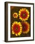 Dazzlers-Vessela G.-Framed Giclee Print