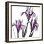 Dazzling Iris-Albert Koetsier-Framed Photographic Print