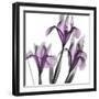 Dazzling Iris-Albert Koetsier-Framed Photographic Print