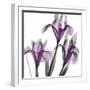 Dazzling Iris-Albert Koetsier-Framed Photographic Print