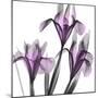 Dazzling Iris-Albert Koetsier-Mounted Photographic Print