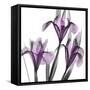 Dazzling Iris-Albert Koetsier-Framed Stretched Canvas