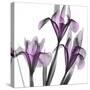 Dazzling Iris-Albert Koetsier-Stretched Canvas