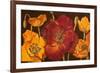 Dazzling Poppies I (Black)-Josefina-Framed Art Print