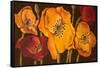 Dazzling Poppies II (Black)-Josefina-Framed Stretched Canvas