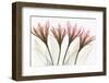 Dazzling Tulips-Albert Koetsier-Framed Photographic Print