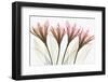 Dazzling Tulips-Albert Koetsier-Framed Photographic Print