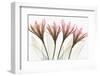 Dazzling Tulips-Albert Koetsier-Framed Photographic Print